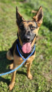 German Shepherd Dog Dogs Available for Adoption - Toast Tina | PetCurious