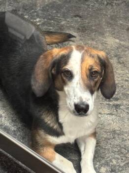 Basset Hound Dogs Available for Adoption - Almond | PetCurious