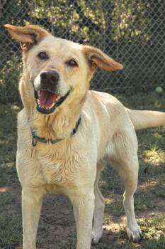 Golden Retriever Dogs Available for Adoption in Cibolo, Texas - Koi | PetCurious