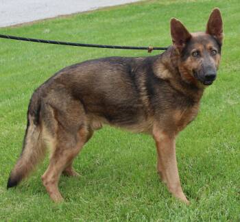 German Shepherd Dog Dogs Available for Adoption in Heath, Ohio - Dozer (11669) | PetCurious