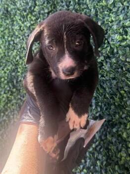 61262057 -  Pit Bull Terrier and Mixed Breed Dog for Adoption in El Paso, Texas - 61262057 | PetCurious