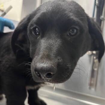 Mixed Breed Dogs Available for Adoption - Luge | PetCurious