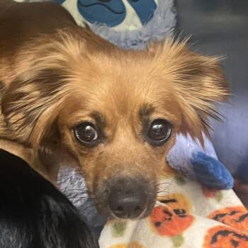 Chihuahua and Mixed Breed Dogs Available for Adoption in Austin, Texas - Aster | PetCurious