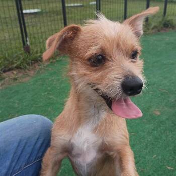 Gage-Loves a good zoomie -  Border Terrier Dog for Adoption in Houston, Texas - Gage-Loves A Good Zoomie | PetCurious