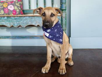 German Shepherd Dog Dogs Available for Adoption - Chance | PetCurious