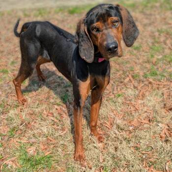 Coonhound and Black And Tan Coonhound Dogs Available for Adoption in Charlottesville, Virginia - Althea | PetCurious