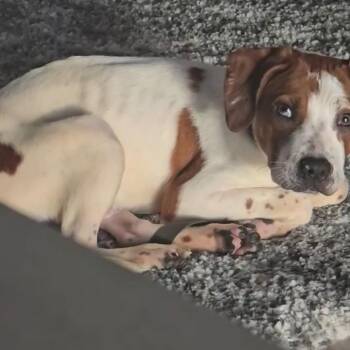 Mixed Breed Dogs Available for Adoption in Port Charlotte, Florida - Bo Bo | PetCurious