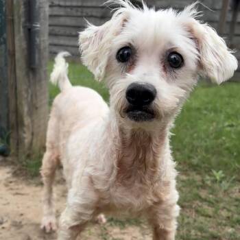 Maltese Dogs Available for Adoption in Houston, Texas - Bishop | PetCurious