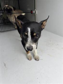 Chihuahua and Mixed Breed Dogs Available for Adoption in Houston, Texas - A655666 | PetCurious