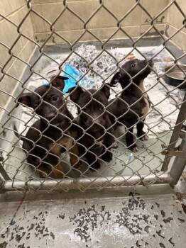 Pit Bull Terrier and Mixed Breed Dogs Available for Adoption - MERCURY | PetCurious