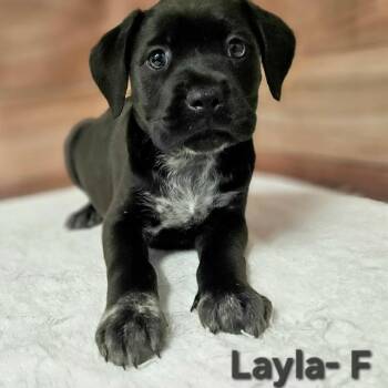 Labrador Retriever and Mixed Breed Dogs Available for Adoption in Griswold, Connecticut - Layla | PetCurious