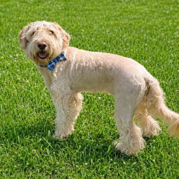 Jetson -  Golden Retriever and Poodle Dog for Adoption in Binghamton, New York - Jetson | PetCurious