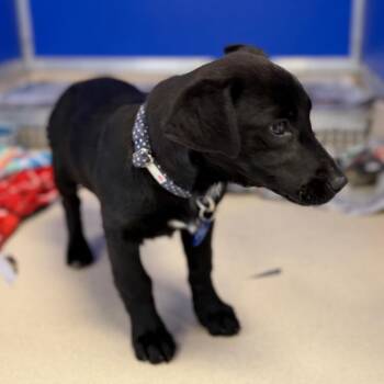 Black Labrador Retriever and Mixed Breed Dogs Available for Adoption - Milan | PetCurious