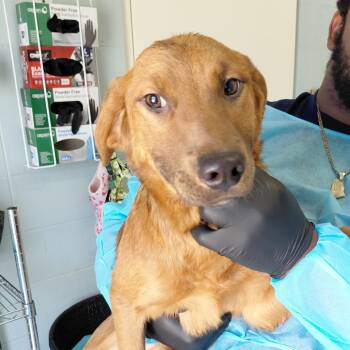 Mixed Breed Dogs Available for Adoption in Loxahatchee Groves, Florida - Marlene 6105 | PetCurious