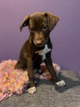 Labrador Retriever Dogs Available for Adoption in Brookeville, Maryland - Nutmeg | PetCurious