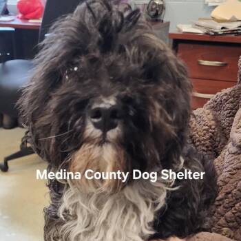 Poodle Dogs Available for Adoption in Medina, Ohio - Cupcake | PetCurious