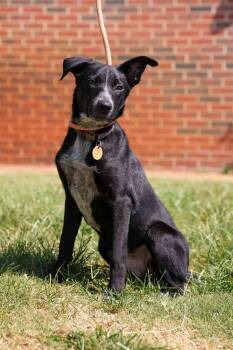 Cinch -  Pointer and Pit Bull Terrier Dog for Adoption in Stillwater, Oklahoma - Cinch | PetCurious