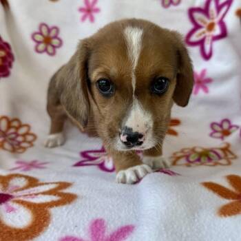 Tag -  Corgi and Mixed Breed Dog for Adoption in Carencro, Louisiana - Tag | PetCurious