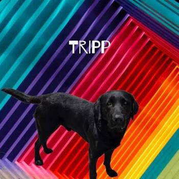 Tripp -  Black Labrador Retriever Dog for Adoption in York, Nebraska - Tripp | PetCurious