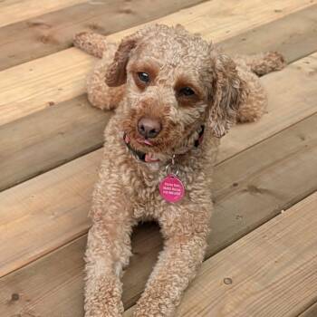 Skipper -  Miniature Poodle Dog for Adoption in St. Thomas, Ontario - Skipper | PetCurious