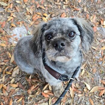 Shih Tzu Dogs Available for Adoption in Williston, Florida - Cash | PetCurious