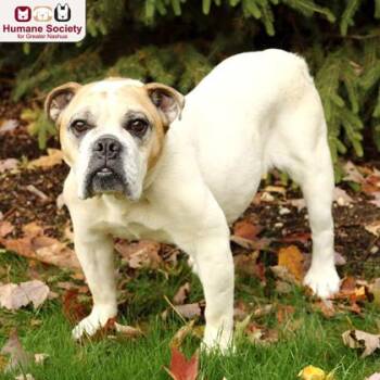 Penny -  Bulldog Dog for Adoption in Hudson, New Hampshire - Penny | PetCurious