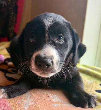 Rescue Catahoula Leopard Dog Dogs for Adoption in Crossville, Tennessee - Gavin | PetCurious