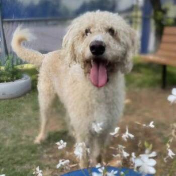 Labradoodle and Sheepadoodle Dogs Available for Adoption in Bethel, Vermont - Mase | PetCurious