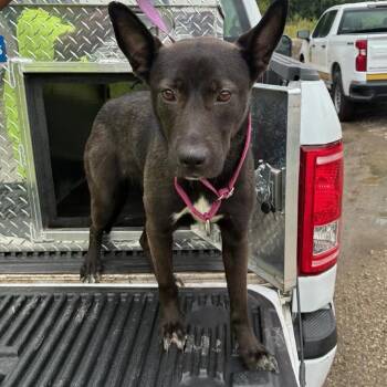 Arwen -  Shepherd and Mixed Breed Dog for Adoption in East St. Louis, Illinois - Arwen | PetCurious