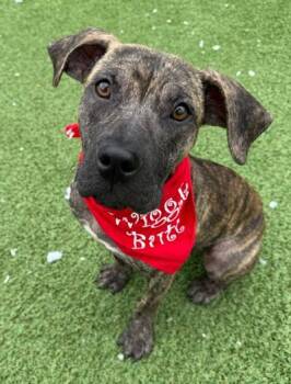 Moon -  Hound Dog for Adoption in Long Beach, New York - Moon | PetCurious