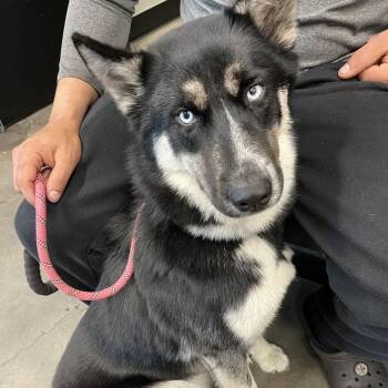 Siberian Husky and Husky Dogs Available for Adoption in Tampa, Florida - Mertel (Lady) | PetCurious
