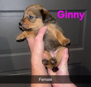 Mixed Breed Dogs Available for Adoption - Ginny | PetCurious