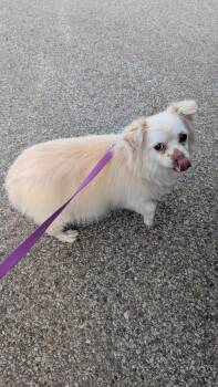 Pomeranian and Chihuahua Dogs Available for Adoption in Sturgis, Michigan - Lucy | PetCurious