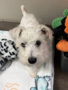 Toby -  Miniature Schnauzer Dog for Adoption in Clinton, Pennsylvania - Toby | PetCurious