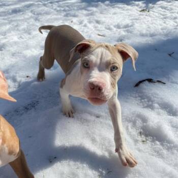 Pit Bull Terrier Dogs Available for Adoption - Dr. Pepper | PetCurious