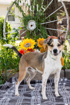 Rescue Beagle Dogs for Adoption in Warrenton, Missouri - SR George | PetCurious