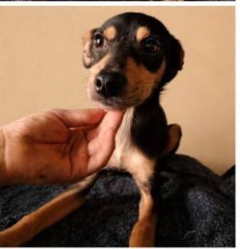 Benji -  Chihuahua Dog for Adoption in Chula Vista, California - Benji | PetCurious