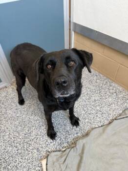 Miss Shadow -  Labrador Retriever and Mixed Breed Dog for Adoption in Fort Collins, Colorado - Miss Shadow | PetCurious