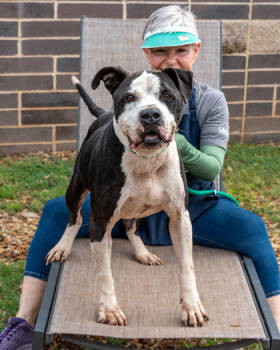 Rescue Mixed Breed Dogs for Adoption in Chamblee, Georgia - Griff | PetCurious