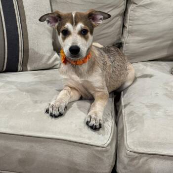 Dolly -  Australian Cattle Dog Blue Heeler Dog for Adoption - Dolly | PetCurious