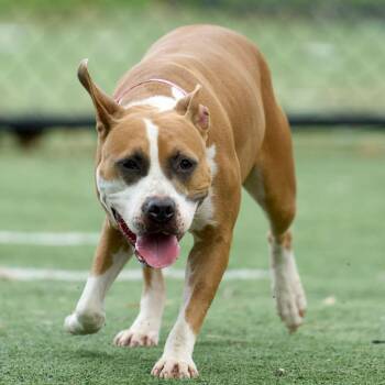 Diamond -  Mixed Breed Dog for Adoption in Memphis, Tennessee - Diamond | PetCurious