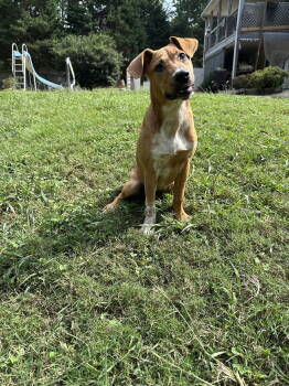 Rescue Bluetick Coonhound and Redbone Coonhound Dogs for Adoption in Ball Ground, Georgia - Sandy | PetCurious
