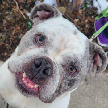 Mr. Snuggles -  English Bulldog Dog for Adoption in Oak Park, Illinois - Mr. Snuggles | PetCurious