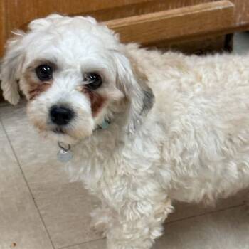 Shih Tzu and Bichon Frise Dogs Available for Adoption in Hartland, Wisconsin - Helga (28)-Foster Home Needed | PetCurious