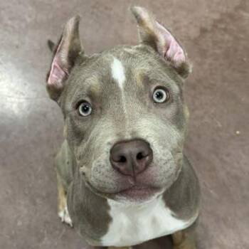 Pit Bull Terrier Dogs Available for Adoption - Duckie | PetCurious