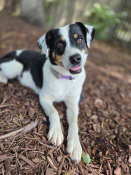 Beagle Dogs Available for Adoption in Manhasset, New York - Reina | PetCurious