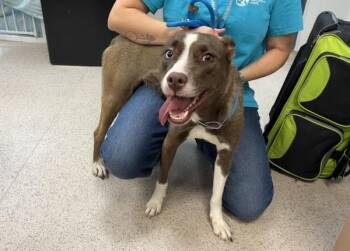 Impala -  Mixed Breed Dog for Adoption in New York, New York - Impala | PetCurious