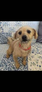 Dustina -  Wirehaired Terrier and Poodle Dog for Adoption in New Haven, Connecticut - Dustina | PetCurious
