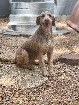 ROLO -  Poodle Dog for Adoption in Locust Fork, Alabama - ROLO | PetCurious