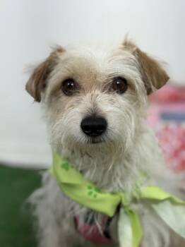 Bonbon-One of our Amazing Rescue Dogs -  Norfolk Terrier and Border Terrier Dog for Adoption in Carlsbad, California - Bonbon-One Of Our Amazing Rescue Dogs | PetCurious